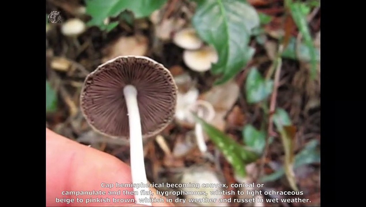 Psathyrella candolleana. Champimaginatis. English Text