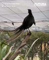 Les chants éblouissants de l'oiseau-lyre en Australie ! 