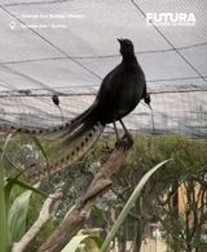 Les chants éblouissants de l'oiseau-lyre en Australie !