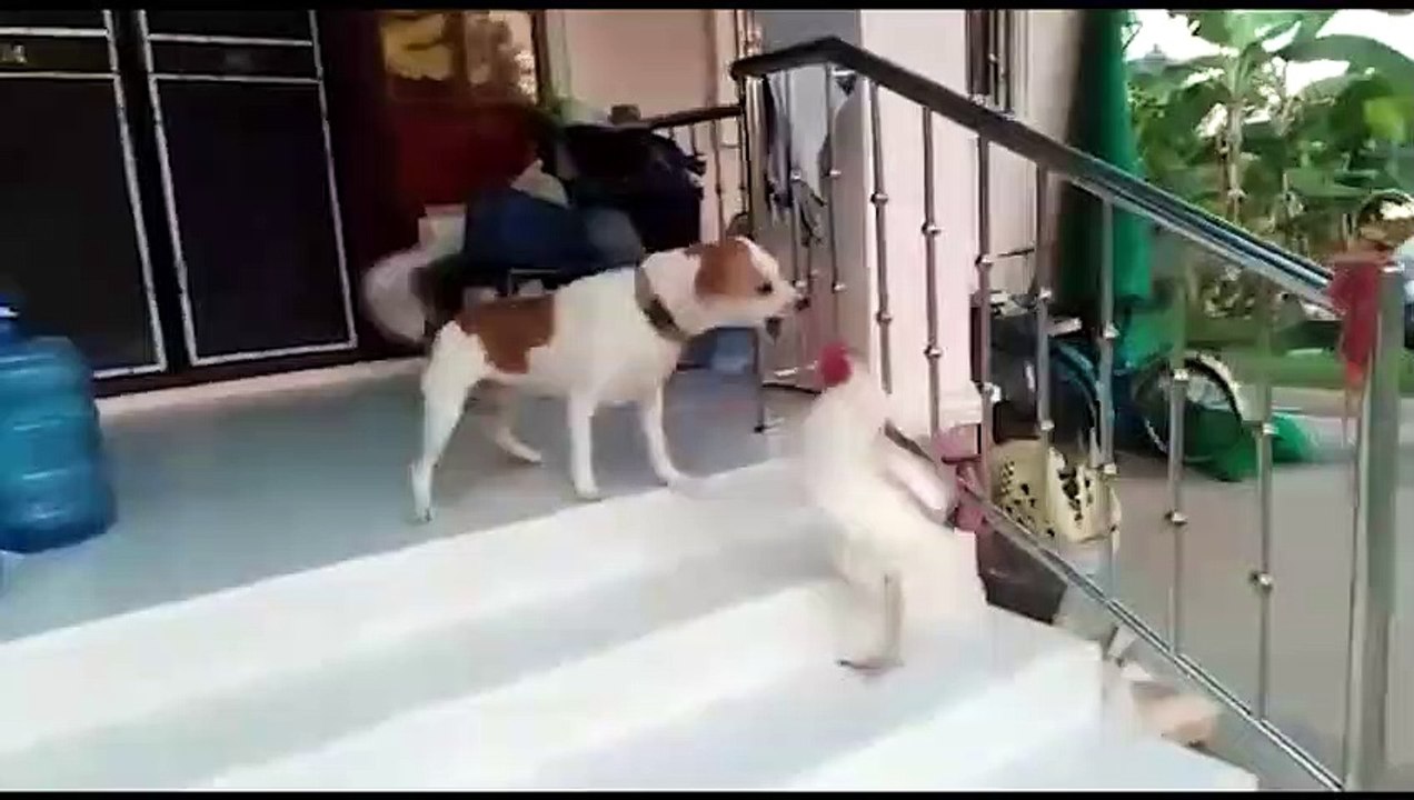 When Will The Rooster Attack The Bat