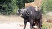 Wild Animals  Buffalo Destroy Lion ► Epic Battle Buffalo Vs Lions ►Death Battle Never Seen !