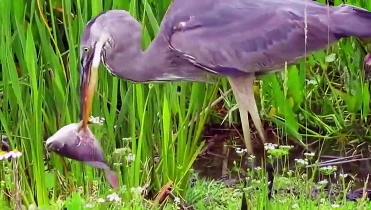 Yi Fan Uses Bread To Fish   Amazing exotic birds   Fishing Blue Herons with bread