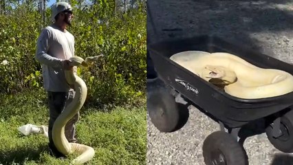 MASSIVE Boa Constrictor Rescued In Backyard!