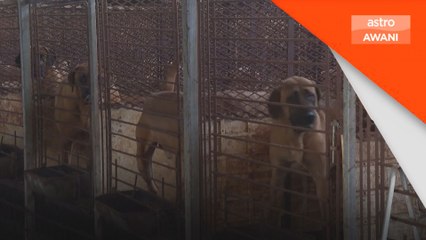 Pengusaha daging anjing tidak gentar dengan kecaman