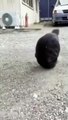 Ce chat adore faire des saltos... trop mignon