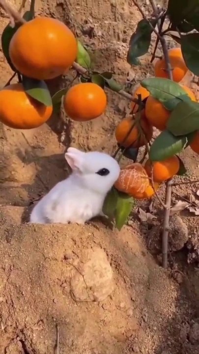 "Ultimate Funny Animals Compilation: Try Not To Laugh Challenge!"