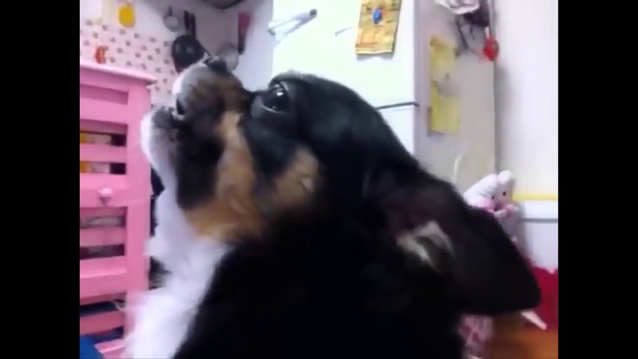 Top 10 Dogs Barking: Most funny video of world
