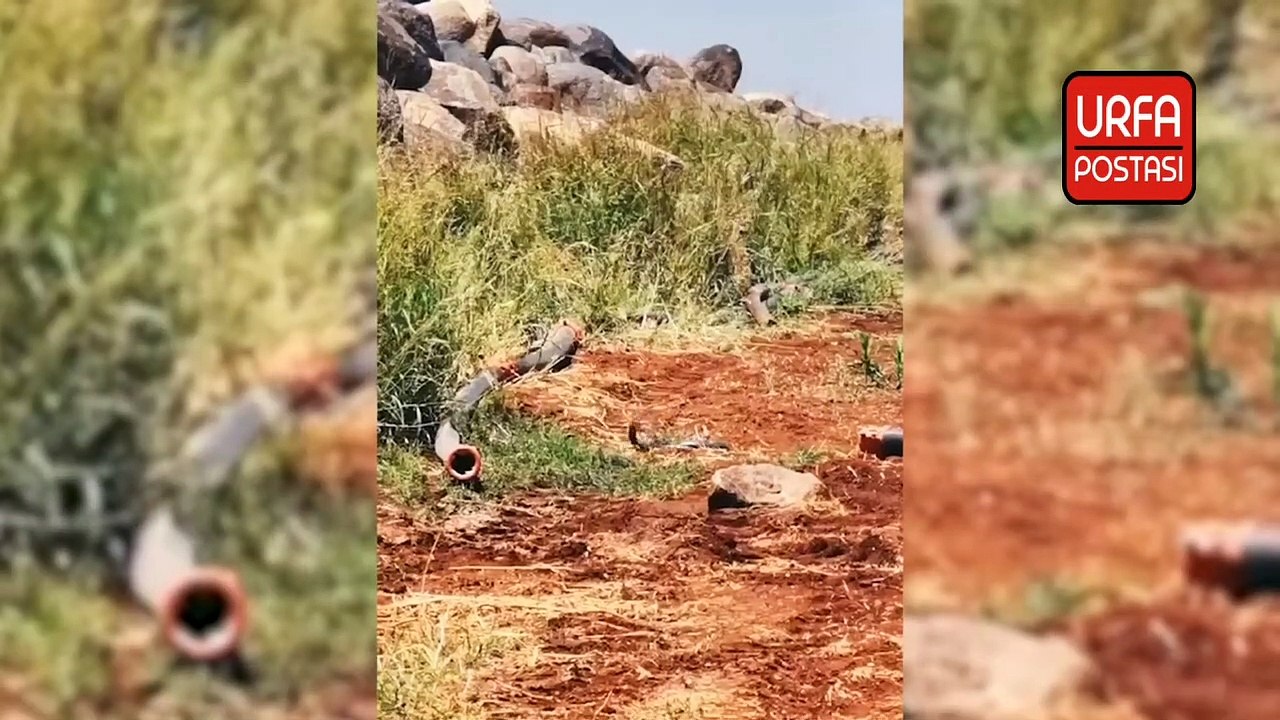 Şanlıurfa'da yılanların çiftleşme dansı kameralara yansıdı
