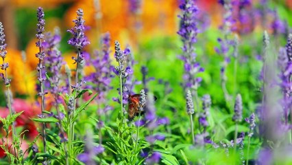 Cánh thiếp đầu xuân - Dương hồng Loan