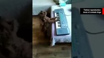 Vídeo hilário: cãozinho toca teclado e canta melhor que muita gente