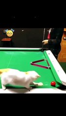 “Cats are a mysterious kind of folk.”