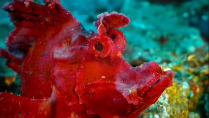 animals sea and deep sea