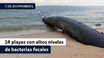 ¿De vacaciones? Cofepris reporta las 14 playas de México con altos niveles de bacterias fecales