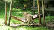 A Lion and a Tiger at a Rescue Facility Become Firm Friends  Smithsonian Channel