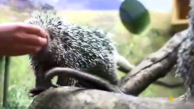 ​Can a Porcupine Shoot Its Quills
