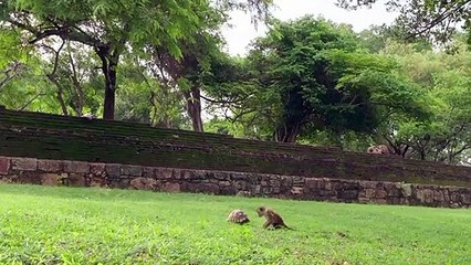 7 Adorable Monkey Playtime Moments  Monkey Island   Smithsonian Channel