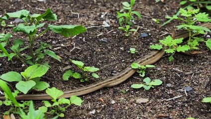 A Female Night Adder Leaves a Chemical Trail to Draw Males  Animals Decoded   Smithsonian Channel