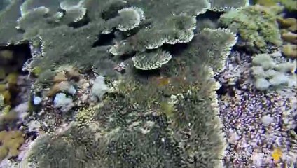 A Rare Snorkeling Experience in This Spectacular Pink Beach