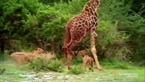 A Pride of Lions Vs. a Two-Ton Giraffe