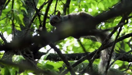A Schnauzer & Bald Guinea Pig Strike Up a Friendship  Amazing Animal Friends   Smithsonian Channel