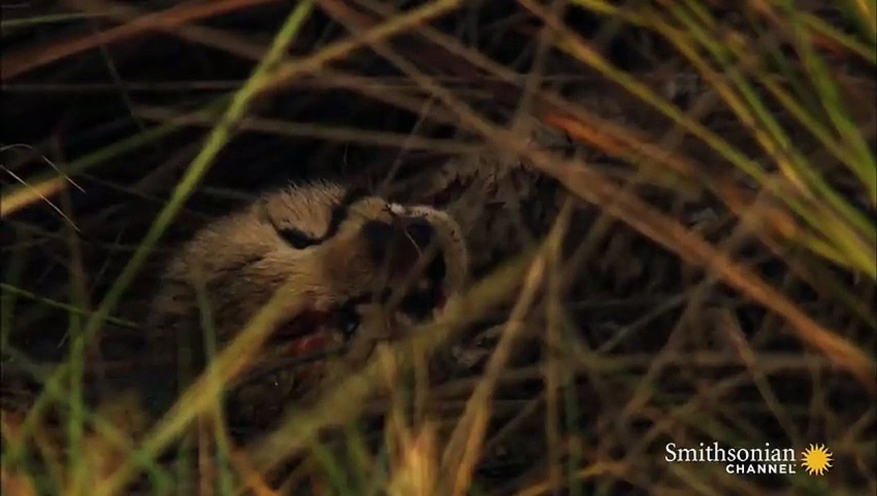 Cheetah Mother Reunited with Her Lost Cubs