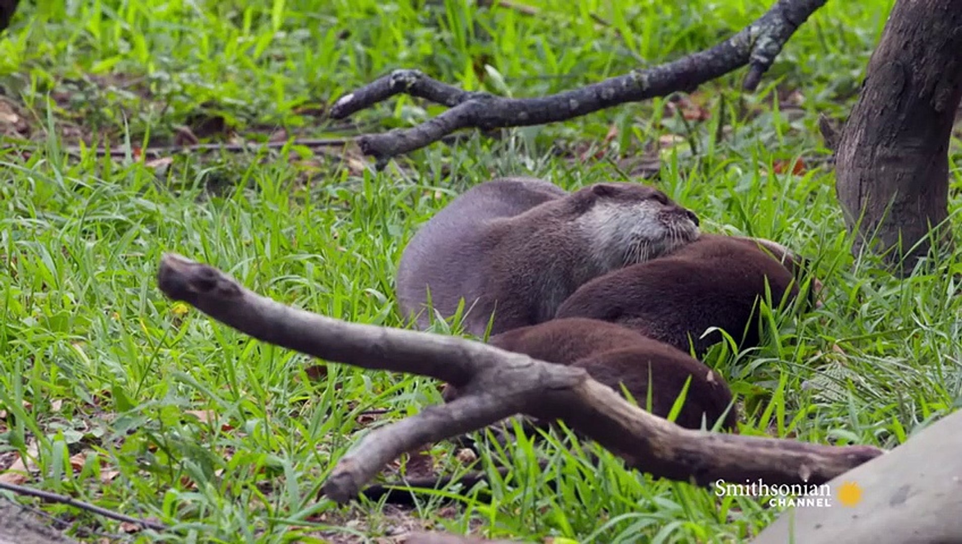 ⁣Do Otters Mate for Life