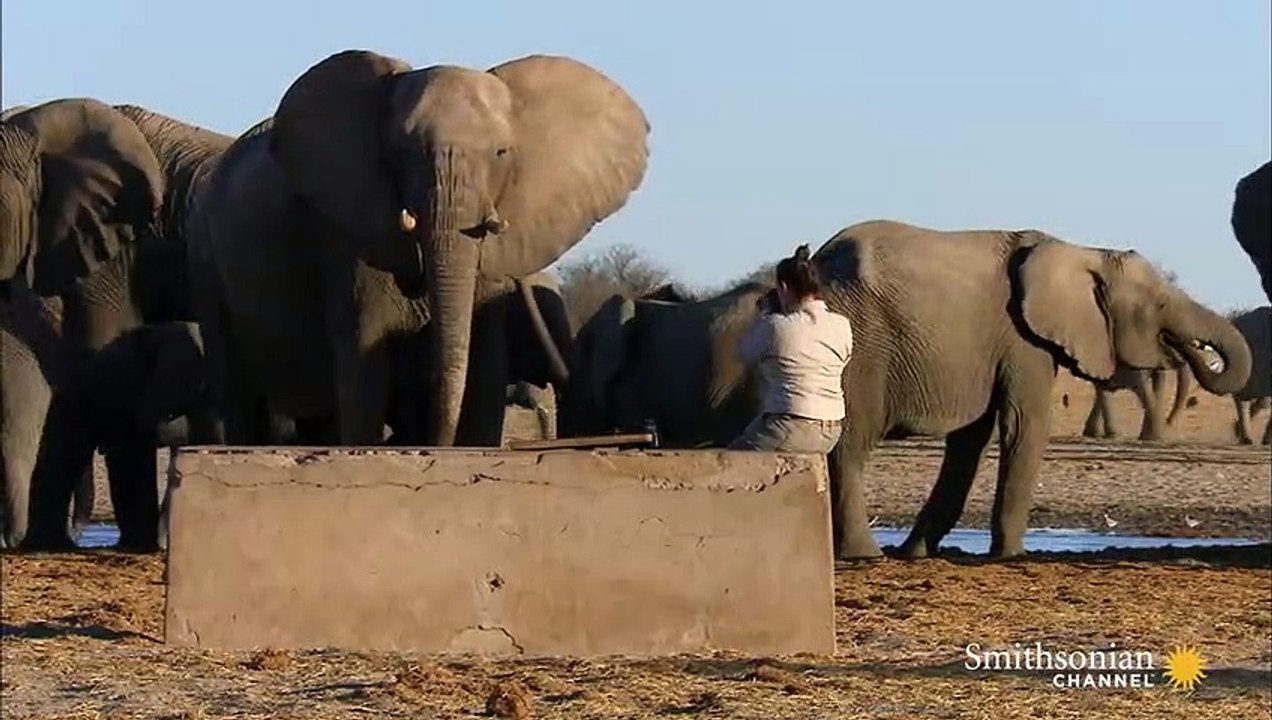 Drama Erupts Between Two Elephant Families
