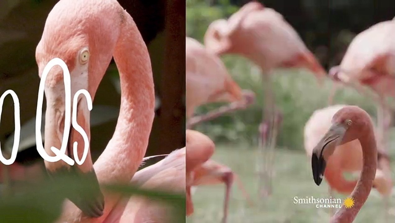 Flamingos Strike This Yoga Pose For A Reason