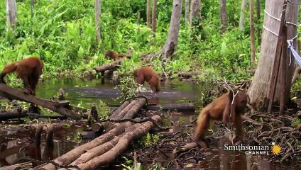 How Caretakers Teach Orangutans to Fear Snakes