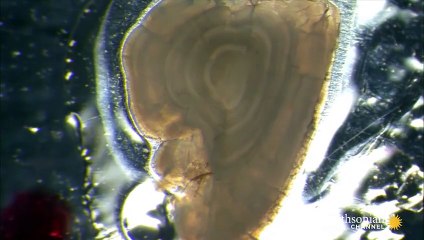 How Yellowstone Scientists Really Combat Invasive Species