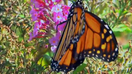 How to Attract Butterflies to Your Own Backyard