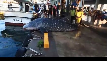 A big fish emerged from the sea