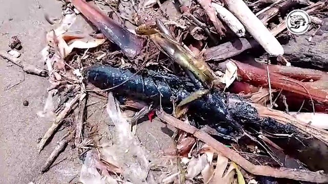 Exploraciones petroleras, responsables de crudo en playas de Coatzacoalcos