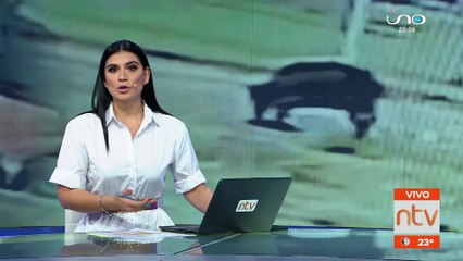 Vacas atacan a un menor en la urbanización Tupa Rueté