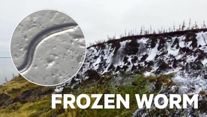 How a 46,000-year-old worm came back to life and started having babies