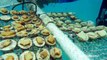 Massive rescue effort underway to save coral that's boiling off the Florida coast