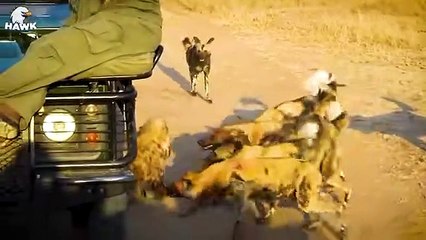 30 Tragic Fate Of A Hyena At Hands Of Nature's Most Ruthless Enemy   Aniamal Fight