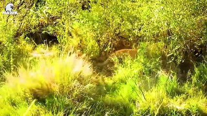 30 Tragic End Of Injured Lion When Choosing Wrong Opponent And What Happened After   Animal Fight