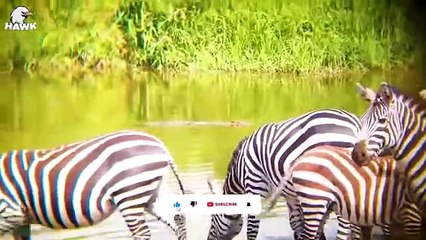 30 The Moment Zebra Was Injured But Still Alive, What Happened Next   Animal Fight