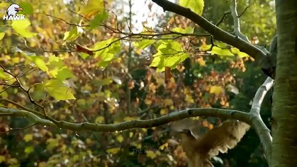 30 Terrifying Moments When a Bird Ate Another Bird   Animal Fight