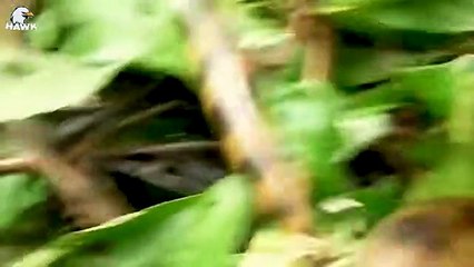 30 Silly Moments When Python Tried To Swallow Hedgehogs, What Happened   Animal Fight