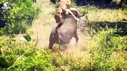 30 Scary Moments When Deadly Horns Crush Predators   Animal Fight