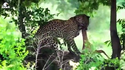 30 Scary Moments When Crocodiles Fight With Their Prey, What Happens Next   Animal Fight