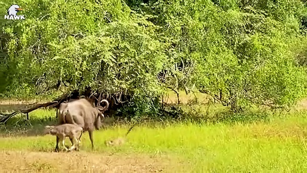 30 Pitiful Moments For Old Leopards, Leopards Get Injured While Fighting Vicious Prey, Animal Fights