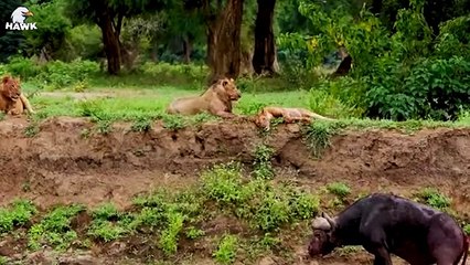 30 Pitiful Moments For Old Buffalo, Injured Buffalo When Fighting Big Cat