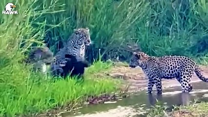 30 Painful Moments! Mother Leopard Takes Revenge When The Eagle Hunts Cubs   Animal fight