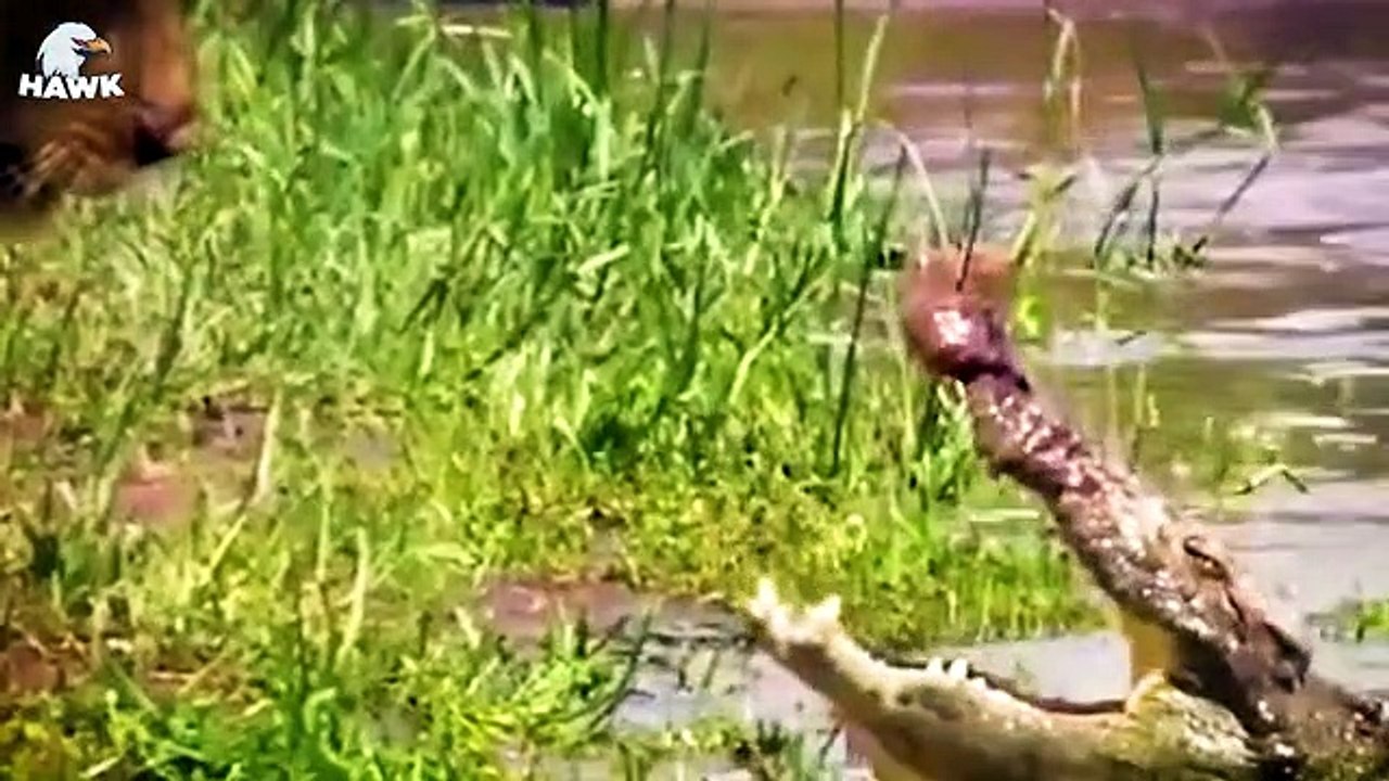 30 Moments Wild Animal Fight Big Cats, What Happens Next   Animal Fight