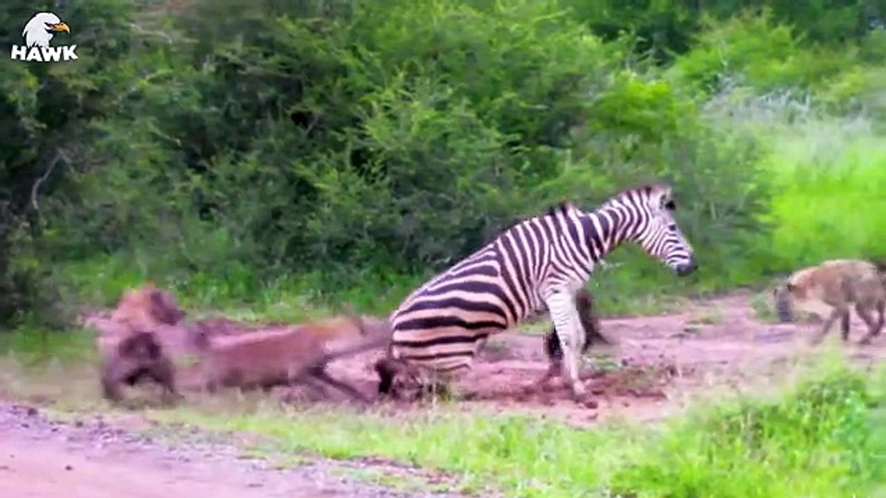 30 Moments When Zebras Are Injured And Animal Fight For Their Lives