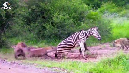 30 Moments When Zebras Are Injured And Animal Fight For Their Lives