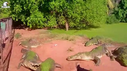 30 Moments Why Crocodiles Are Injured And What Happens Next   Animal Fight
